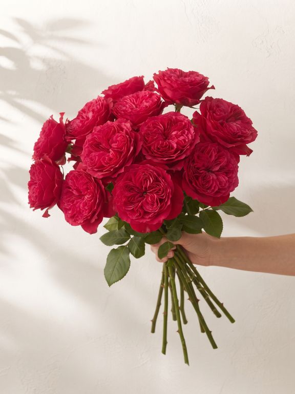 MAYRA`S FLAME  HOT PINK GARDEN ROSES
